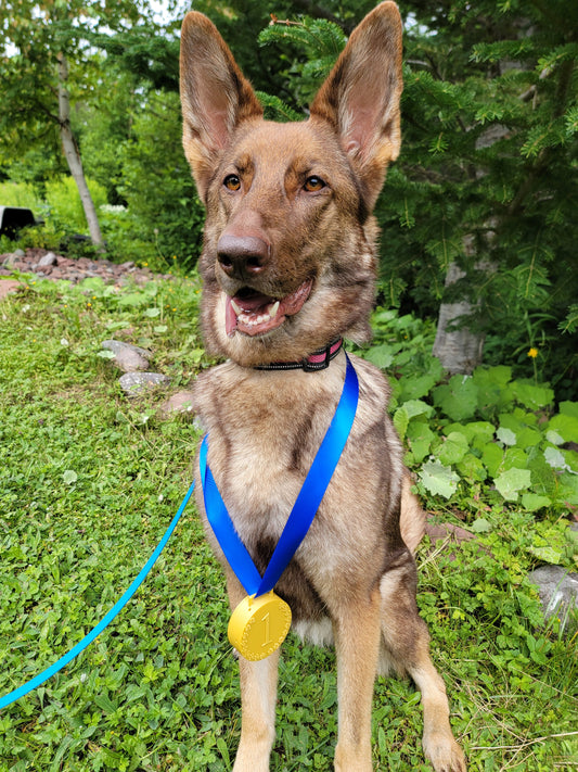Dog wearing a gold 3D printed nose work medal hide with blue ribbon