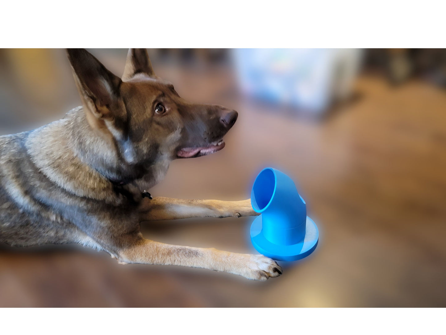 Dog using a pairing pipe for scent work training