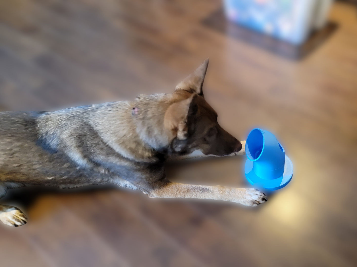 Dog indication during scent detection training while using a pairing pipe