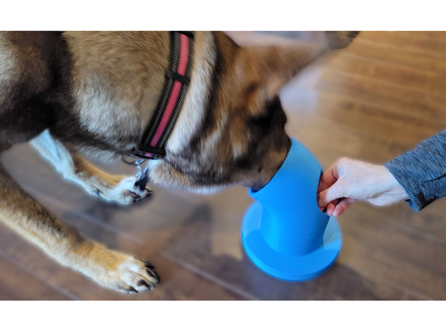 Dog being rewarded while using pairing pipe in scent work training