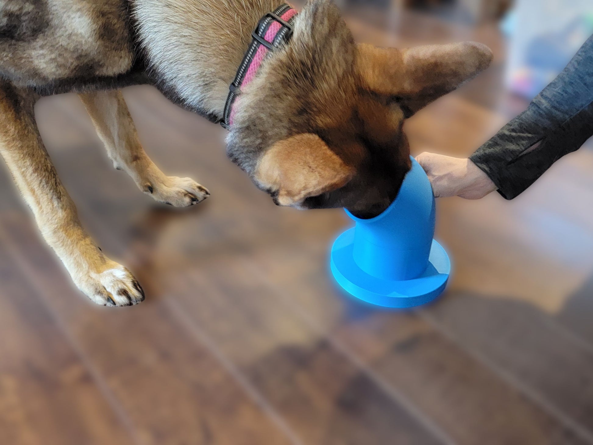 dog learning how to indicate using a scent pairing pipe