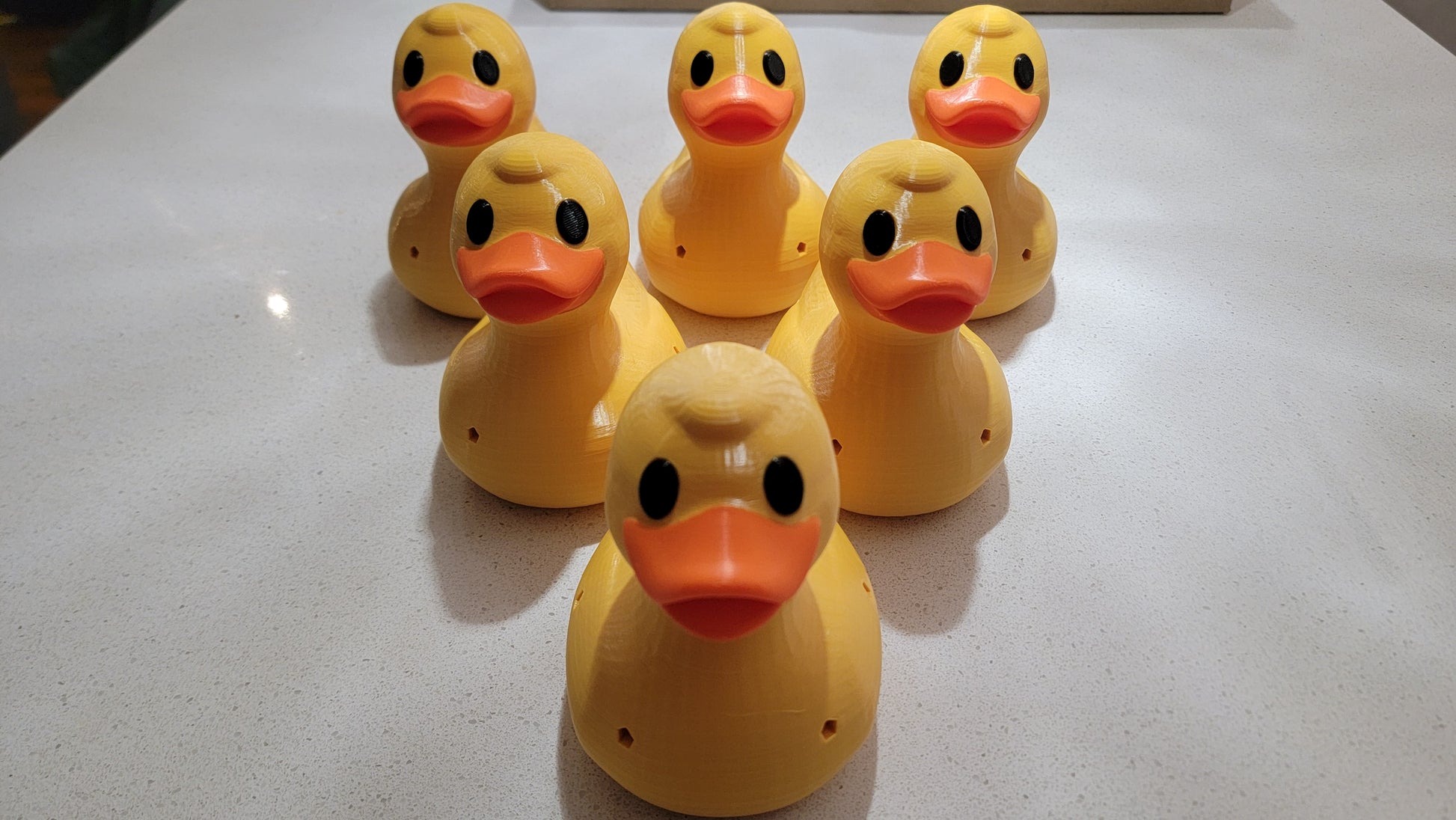 Duck scent hide in search position for K9 nose work training exercise